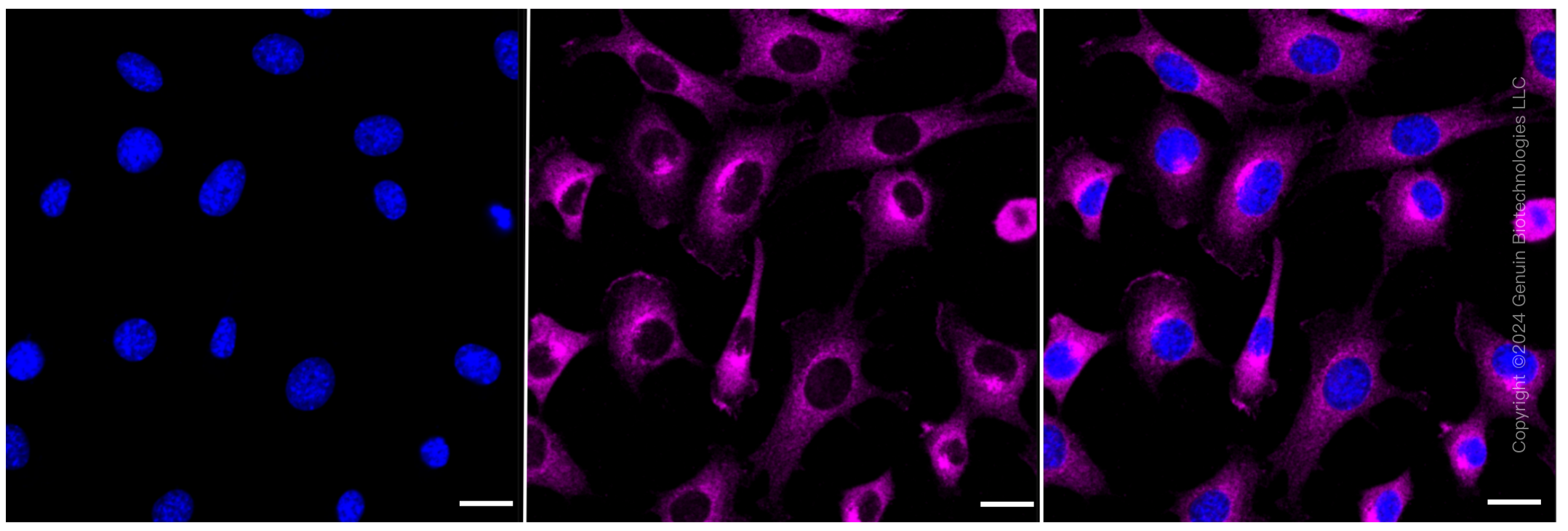 KD-Validated Anti-cAMP Protein Kinase Catalytic Subunit Rabbit Monoclonal Antibody ABG2378