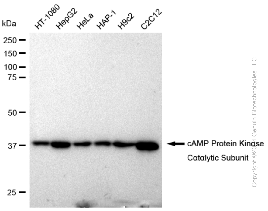 KD-Validated Anti-cAMP Protein Kinase Catalytic Subunit Rabbit Monoclonal Antibody ABG2378