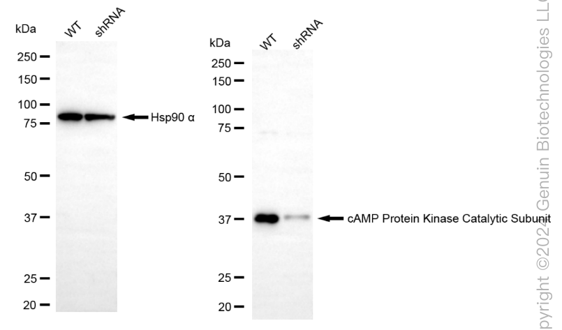 KD-Validated Anti-cAMP Protein Kinase Catalytic Subunit Rabbit Monoclonal Antibody ABG2378