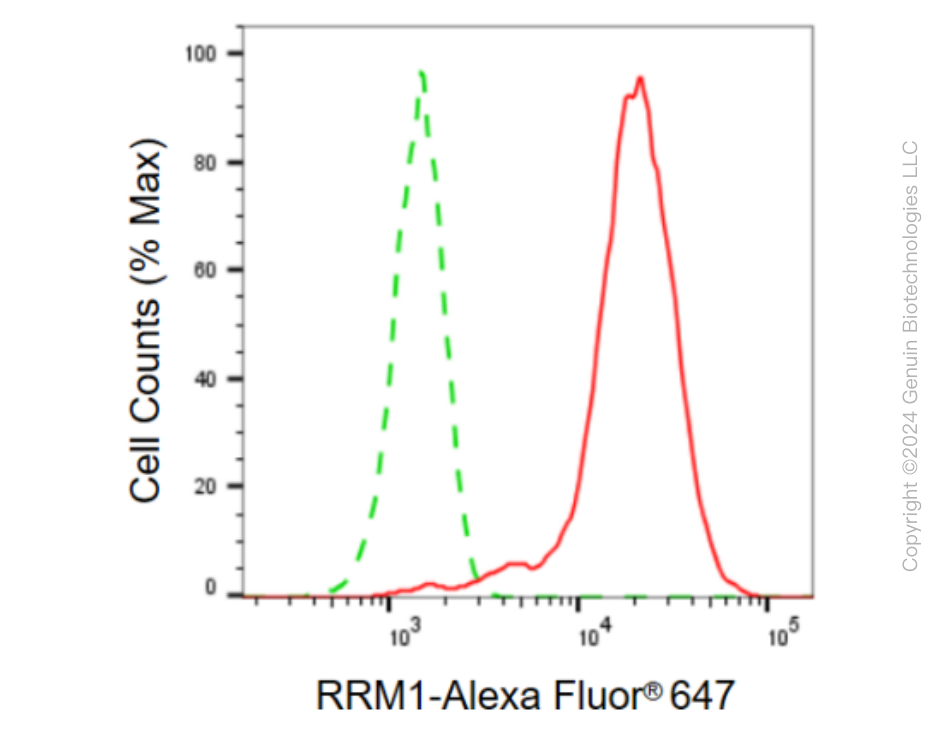 KD-Validated Anti-RRM1 Rabbit Monoclonal Antibody ABG2379