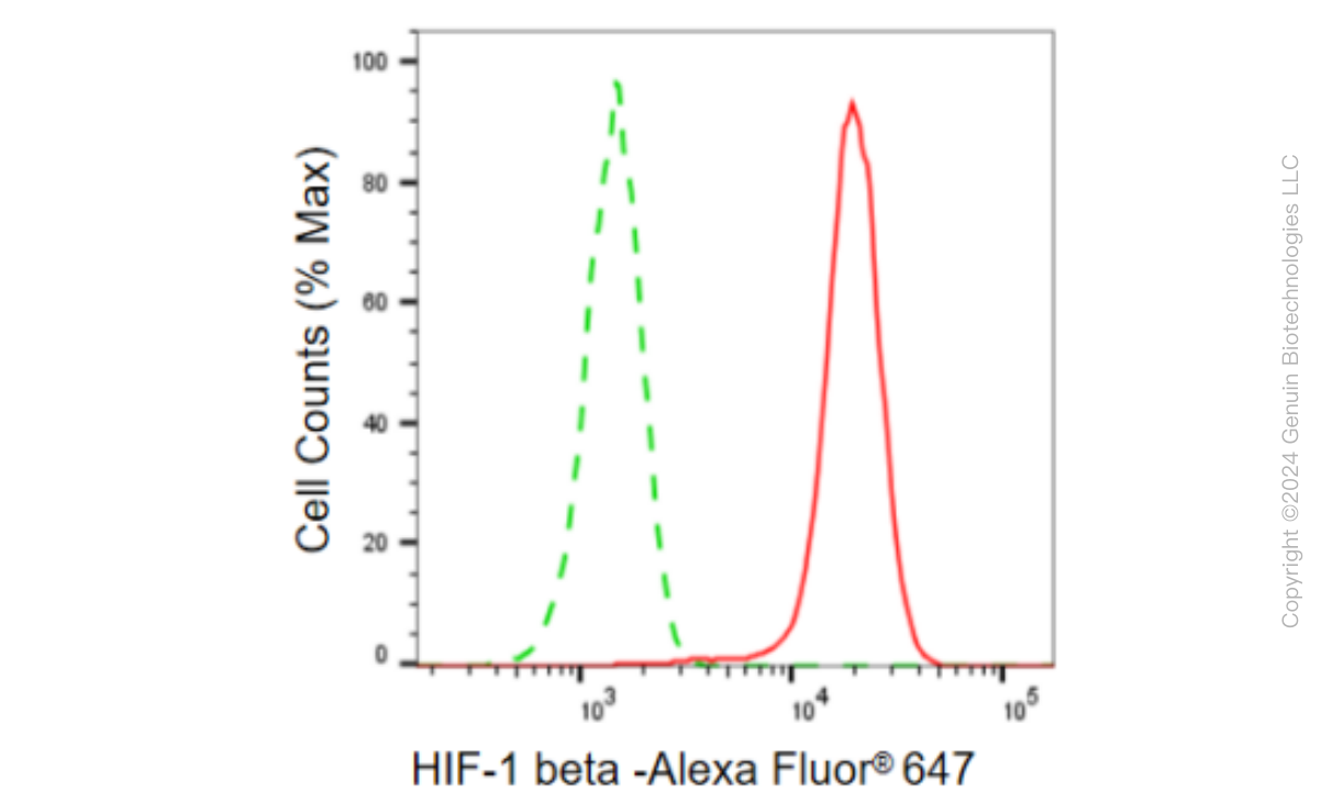 KD-Validated Anti-HIF 1 β Rabbit Monoclonal Antibody ABG2380
