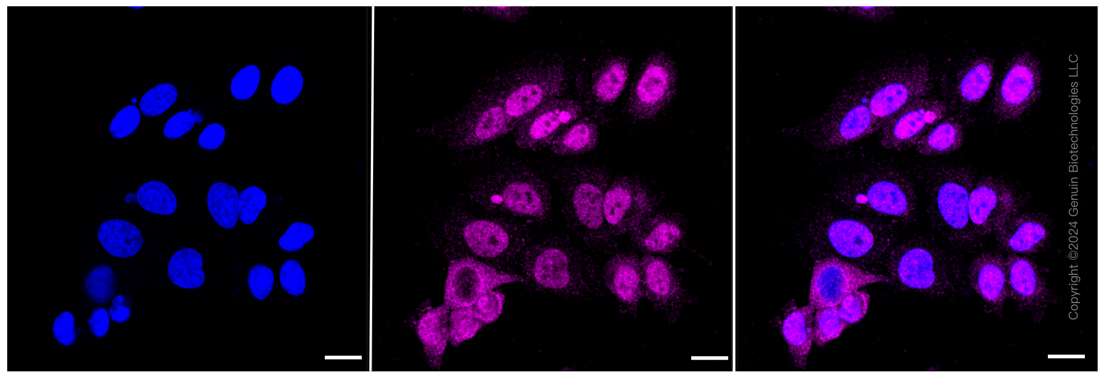 KD-Validated Anti-HIF 1 β Rabbit Monoclonal Antibody ABG2380