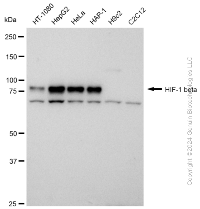 KD-Validated Anti-HIF 1 β Rabbit Monoclonal Antibody ABG2380
