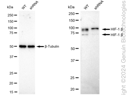 KD-Validated Anti-HIF 1 β Rabbit Monoclonal Antibody ABG2380