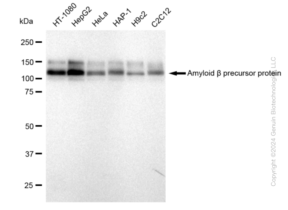 KD-Validated Anti-Amyloid beta precursor protein Rabbit Monoclonal Antibody ABG2381