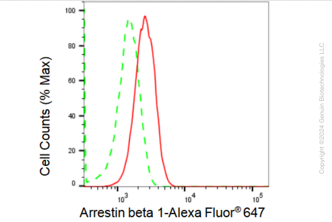 KD-Validated Anti-Arrestin beta 1 Rabbit Monoclonal Antibody ABG2382
