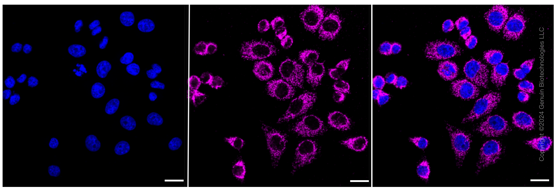 KD-Validated Anti-G-rich RNA sequence binding factor 1 Rabbit Monoclonal Antibody ABG2383