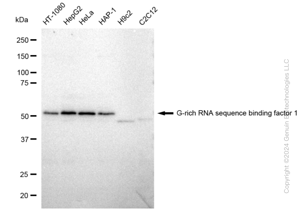 KD-Validated Anti-G-rich RNA sequence binding factor 1 Rabbit Monoclonal Antibody ABG2383