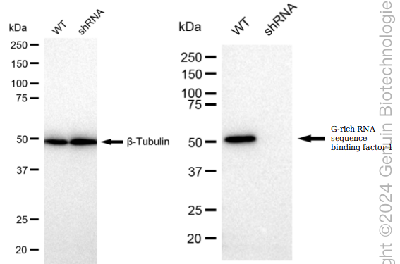 KD-Validated Anti-G-rich RNA sequence binding factor 1 Rabbit Monoclonal Antibody ABG2383