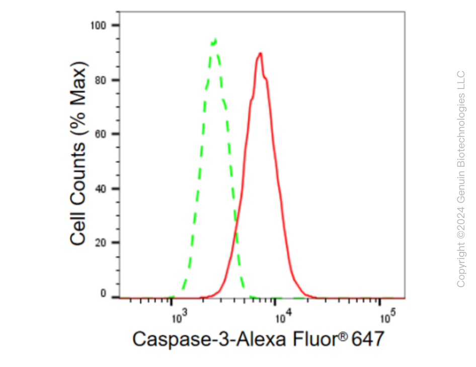KD-Validated Anti-Caspase 3 Rabbit Monoclonal Antibody ABG2384