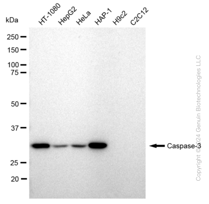 KD-Validated Anti-Caspase 3 Rabbit Monoclonal Antibody ABG2384