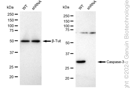 KD-Validated Anti-Caspase 3 Rabbit Monoclonal Antibody ABG2384