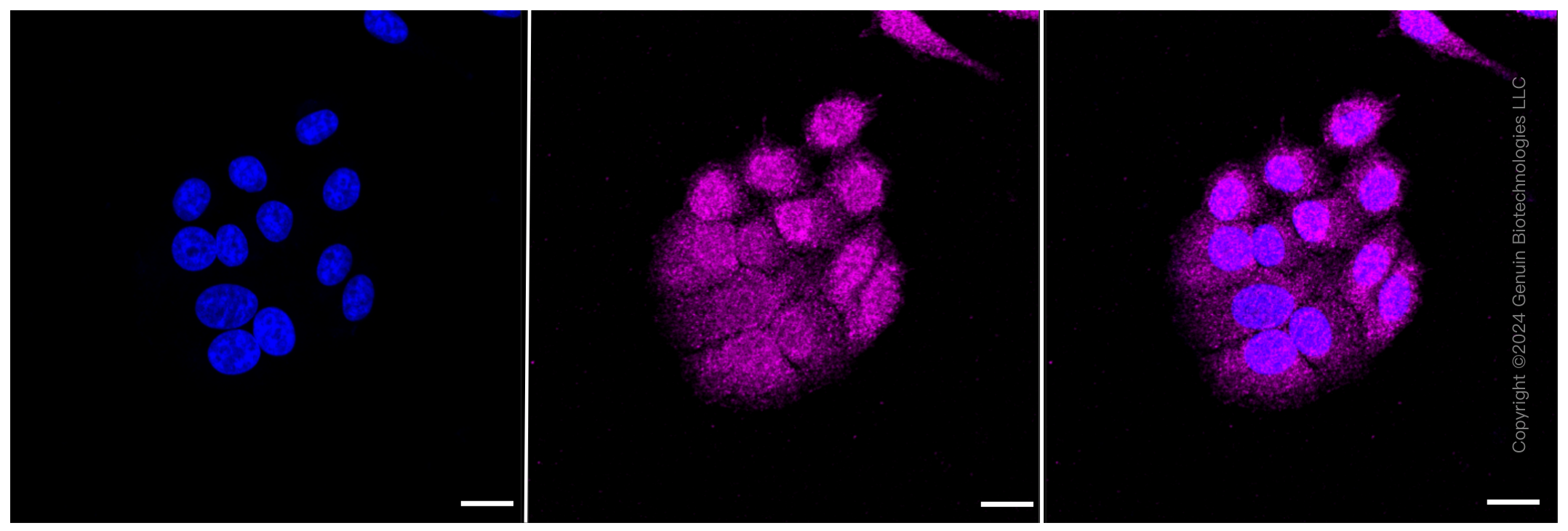KD-Validated Anti-Caspase-9 Rabbit Monoclonal Antibody ABG2385