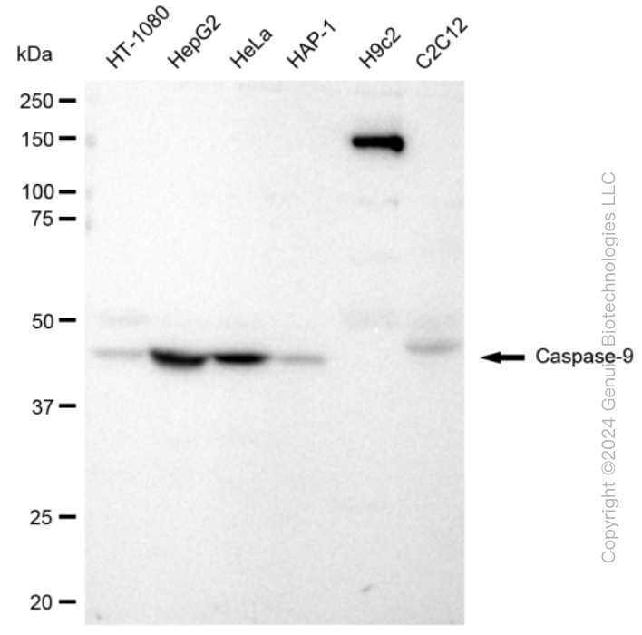 KD-Validated Anti-Caspase-9 Rabbit Monoclonal Antibody ABG2385