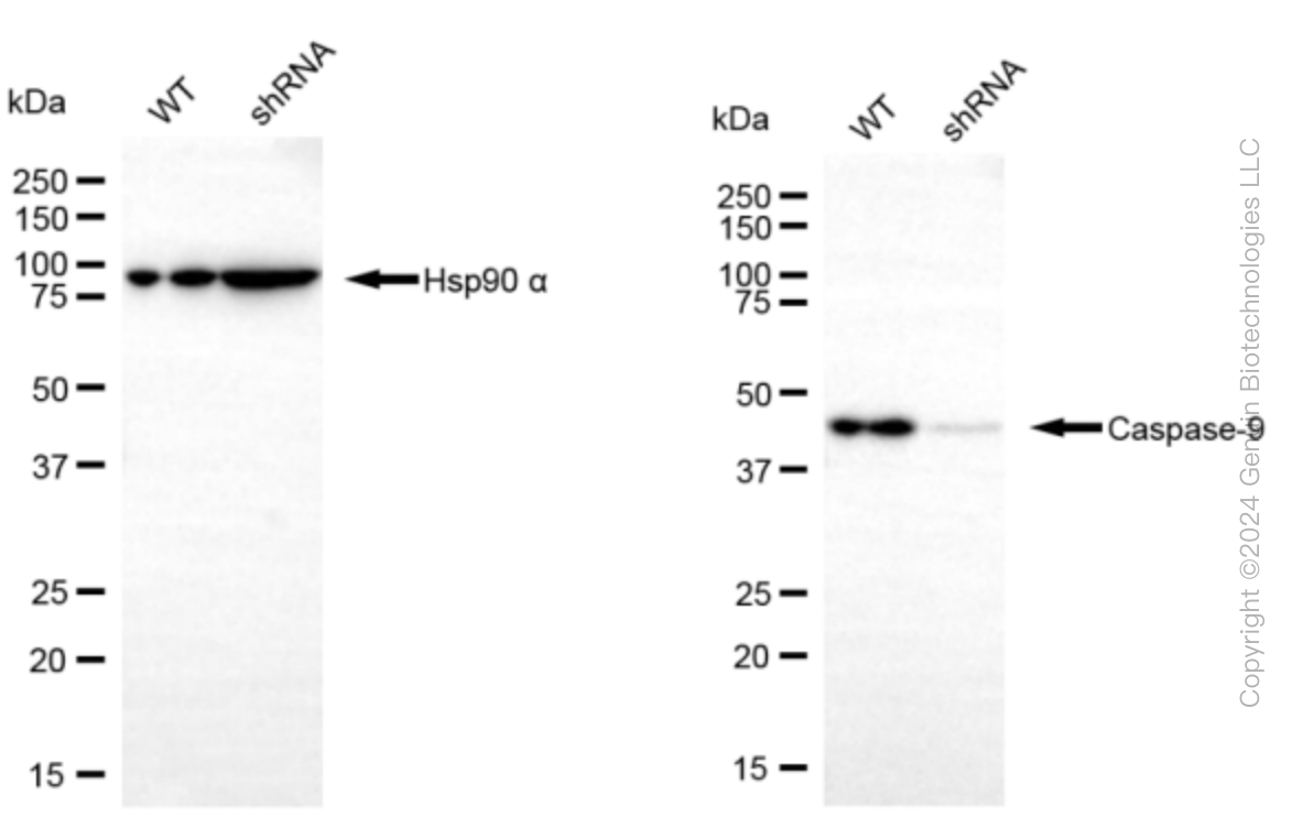 KD-Validated Anti-Caspase-9 Rabbit Monoclonal Antibody ABG2385