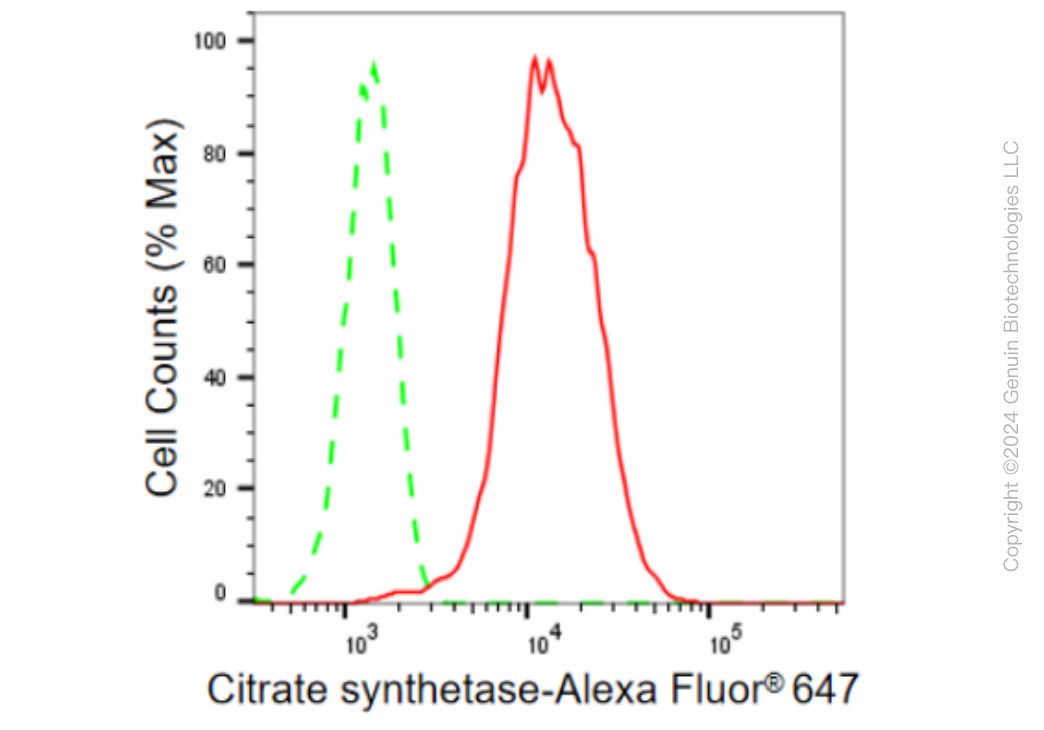 KD-Validated Anti-Citrate synthetase Rabbit Monoclonal Antibody ABG2387