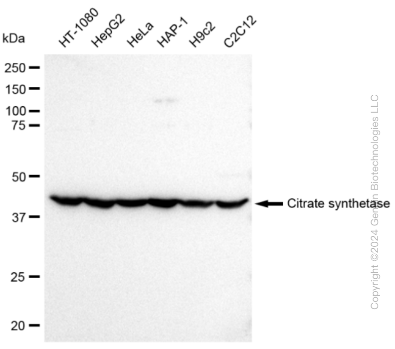KD-Validated Anti-Citrate synthetase Rabbit Monoclonal Antibody ABG2387