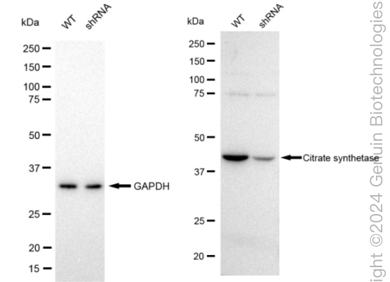 KD-Validated Anti-Citrate synthetase Rabbit Monoclonal Antibody ABG2387