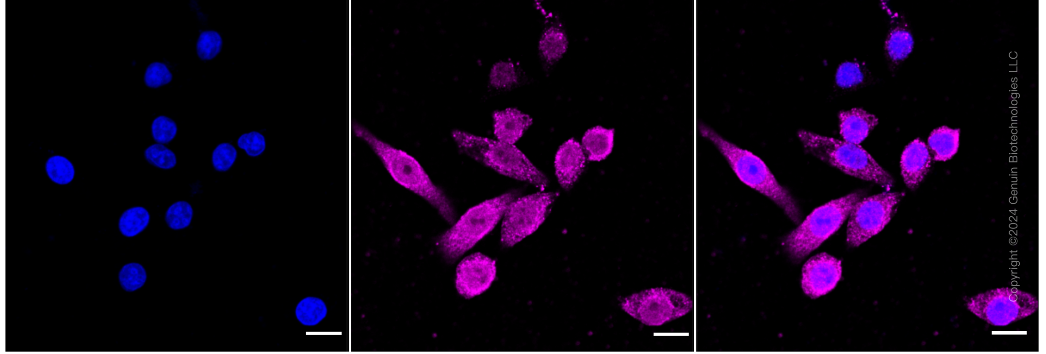 KD-Validated Anti-Stat3 Rabbit Monoclonal Antibody ABG2389