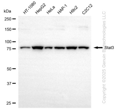 KD-Validated Anti-Stat3 Rabbit Monoclonal Antibody ABG2389