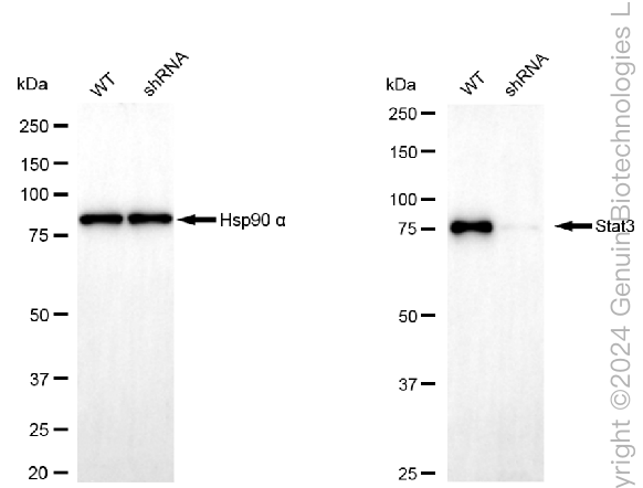KD-Validated Anti-Stat3 Rabbit Monoclonal Antibody ABG2389