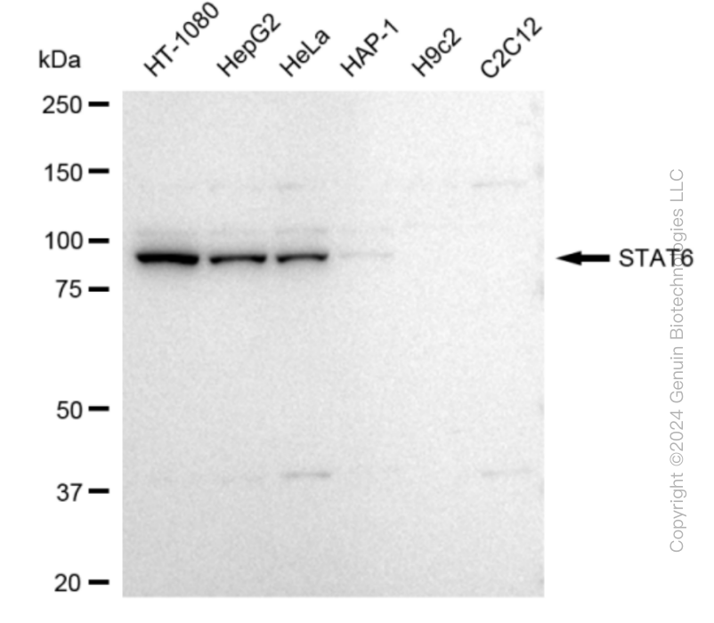 KD-Validated Anti-STAT6 Rabbit Monoclonal Antibody ABG2390