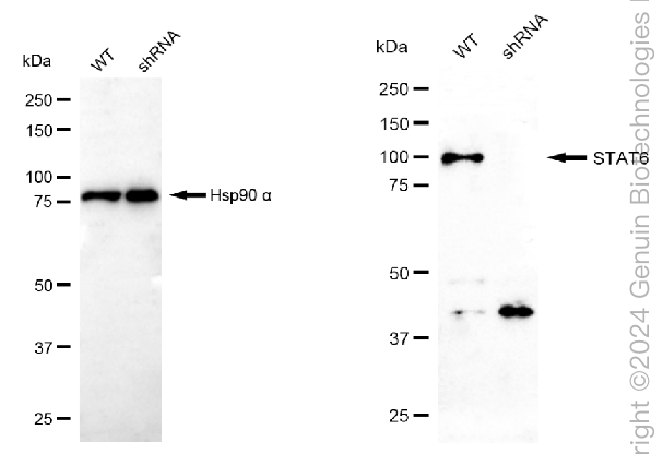 KD-Validated Anti-STAT6 Rabbit Monoclonal Antibody ABG2390