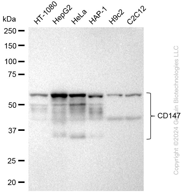 KD-Validated Anti-CD147 Rabbit Monoclonal Antibody ABG2391