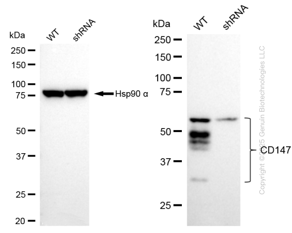 KD-Validated Anti-CD147 Rabbit Monoclonal Antibody ABG2391