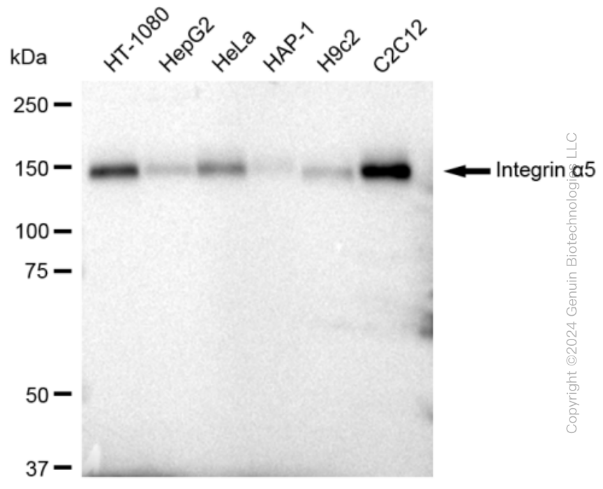 KD-Validated Anti-Integrin alpha 5 Rabbit Monoclonal Antibody ABG2392