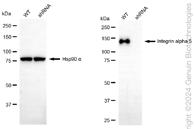 KD-Validated Anti-Integrin alpha 5 Rabbit Monoclonal Antibody ABG2392
