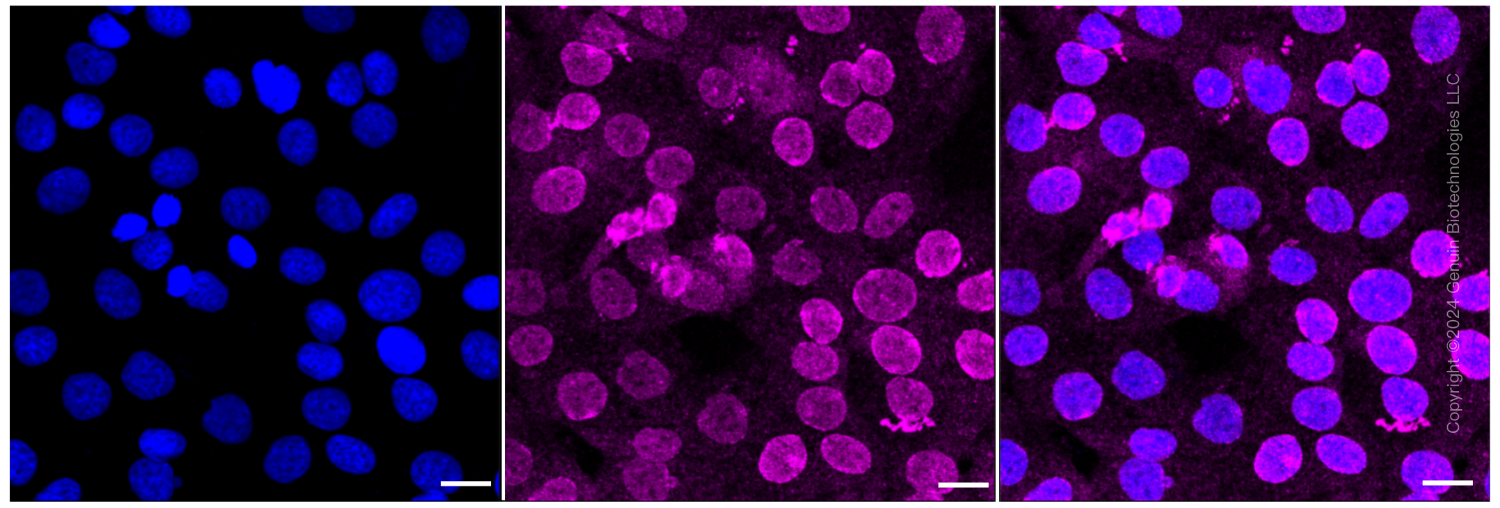KD-Validated Anti-C-terminal Src kinase Rabbit Monoclonal Antibody ABG2393