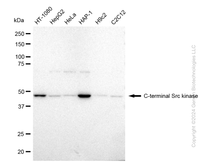 KD-Validated Anti-C-terminal Src kinase Rabbit Monoclonal Antibody ABG2393