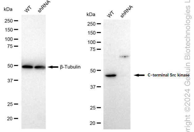 KD-Validated Anti-C-terminal Src kinase Rabbit Monoclonal Antibody ABG2393