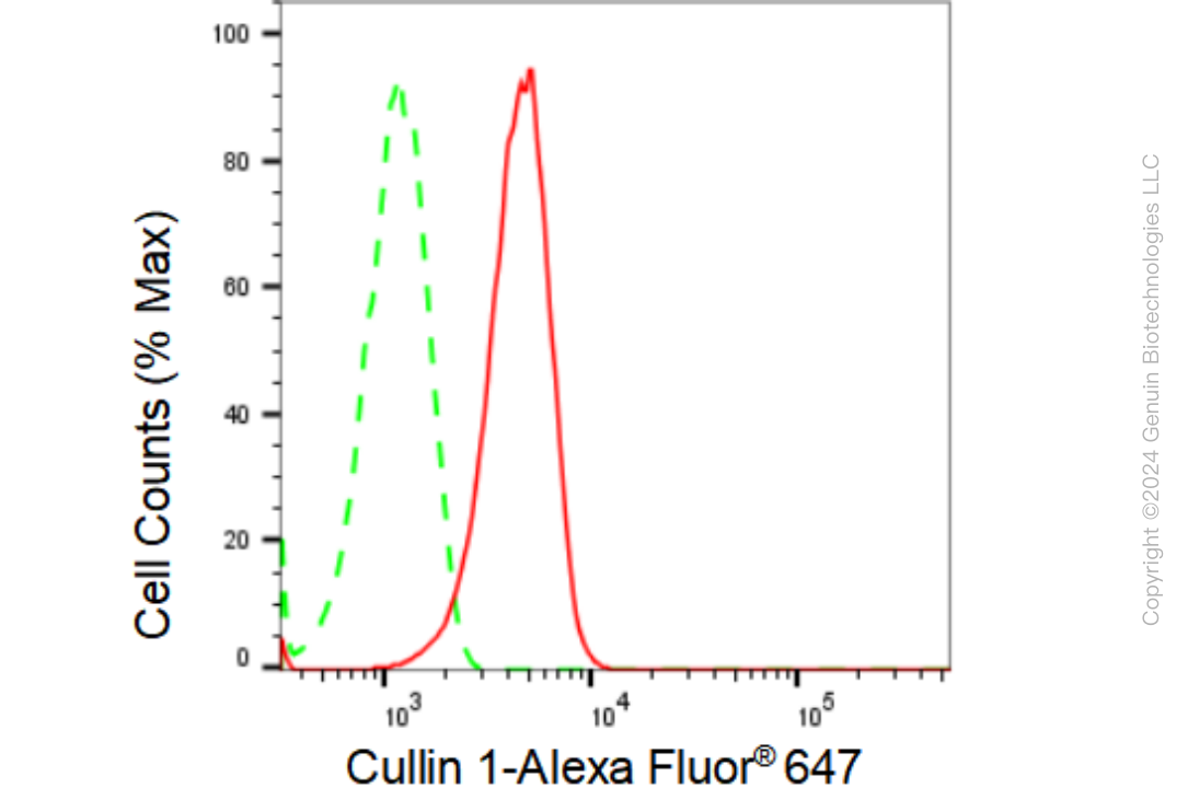 KD-Validated Anti-Cullin 1 Rabbit Monoclonal Antibody ABG2394