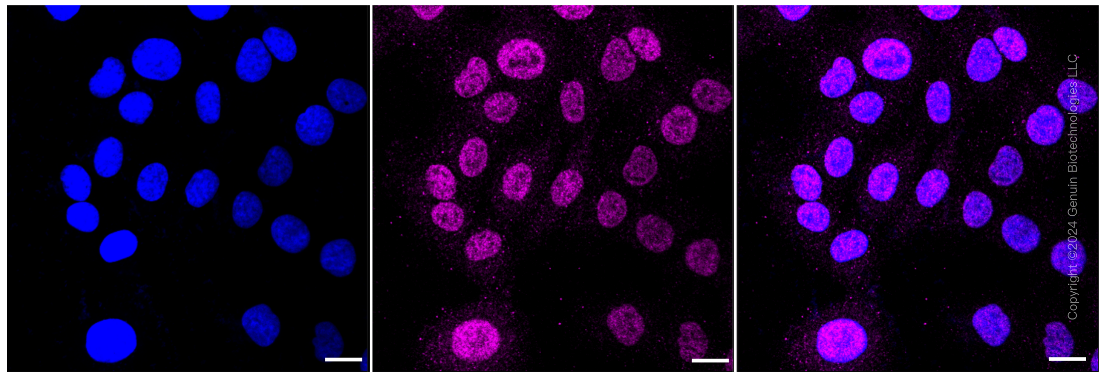 KD-Validated Anti-Cullin 1 Rabbit Monoclonal Antibody ABG2394