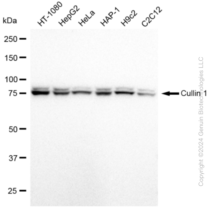 KD-Validated Anti-Cullin 1 Rabbit Monoclonal Antibody ABG2394