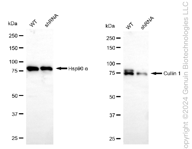 KD-Validated Anti-Cullin 1 Rabbit Monoclonal Antibody ABG2394