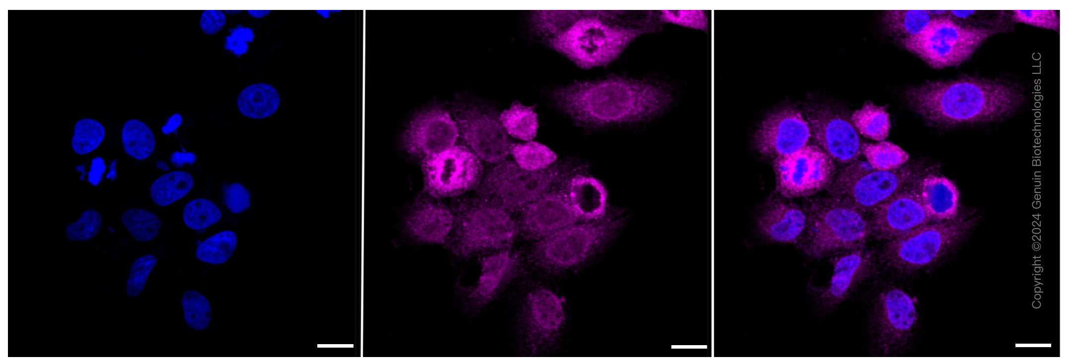 KD-Validated Anti-GSK3 alpha Rabbit Monoclonal Antibody ABG2395