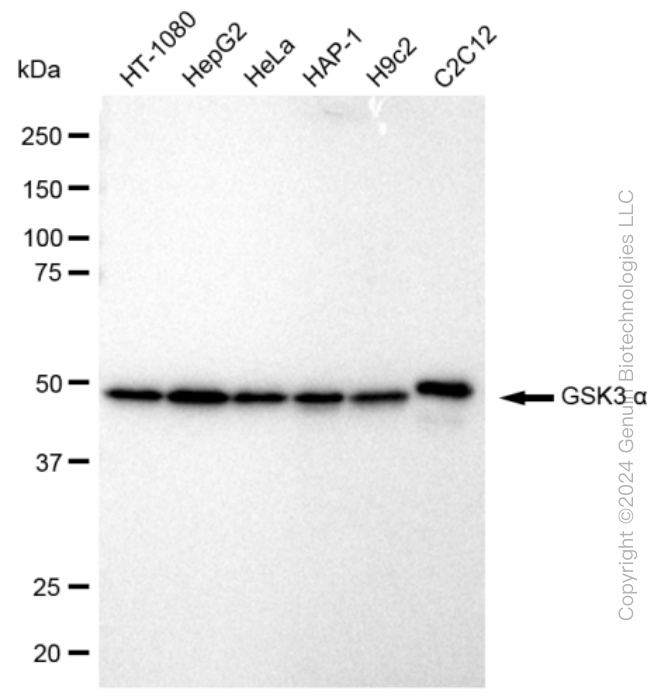 KD-Validated Anti-GSK3 alpha Rabbit Monoclonal Antibody ABG2395
