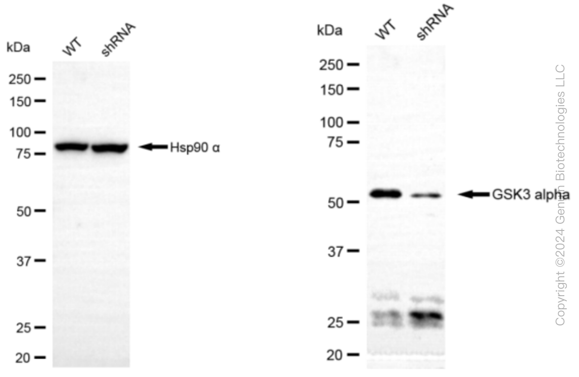 KD-Validated Anti-GSK3 alpha Rabbit Monoclonal Antibody ABG2395