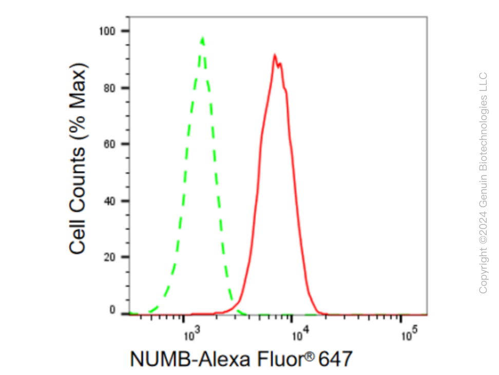 KD-Validated Anti-NUMB Rabbit Monoclonal Antibody ABG2396
