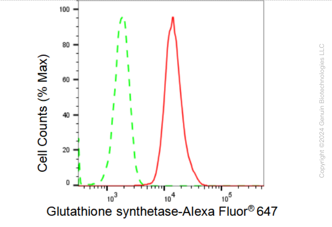 KD-Validated Anti-Glutathione synthetase Rabbit Monoclonal Antibody ABG2397