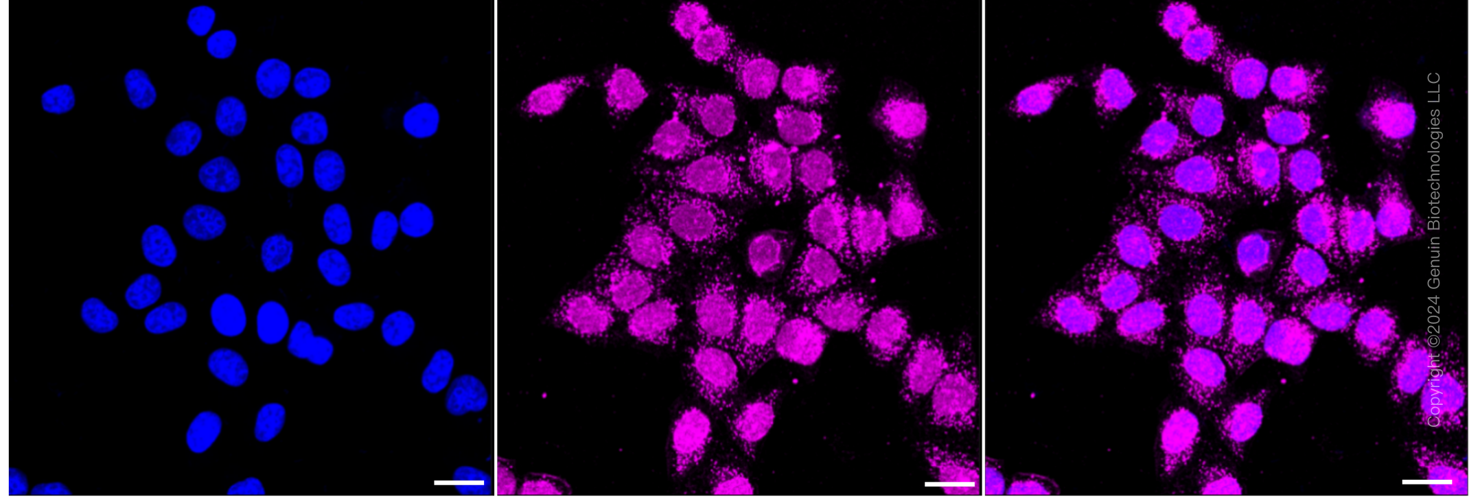 KD-Validated Anti-Glutathione synthetase Rabbit Monoclonal Antibody ABG2397