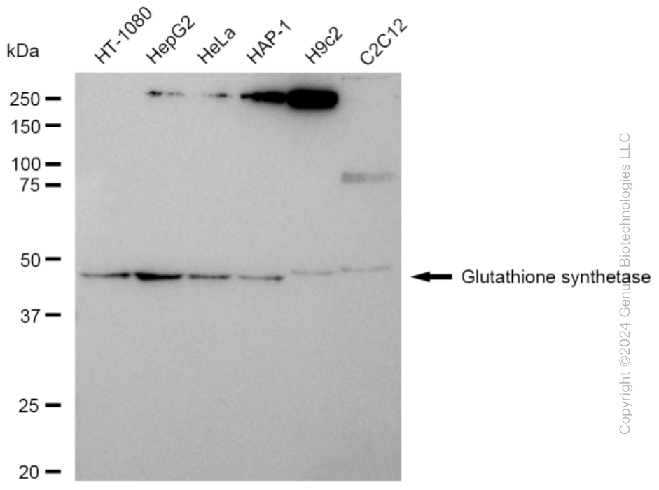 KD-Validated Anti-Glutathione synthetase Rabbit Monoclonal Antibody ABG2397