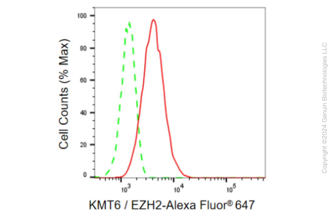 KD-Validated Anti-KMT6/EZH2 Rabbit Monoclonal Antibody ABG2399