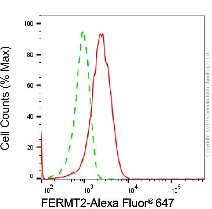 KO-Validated Anti-FERMT2 Mouse Monoclonal Antibody ABG2400