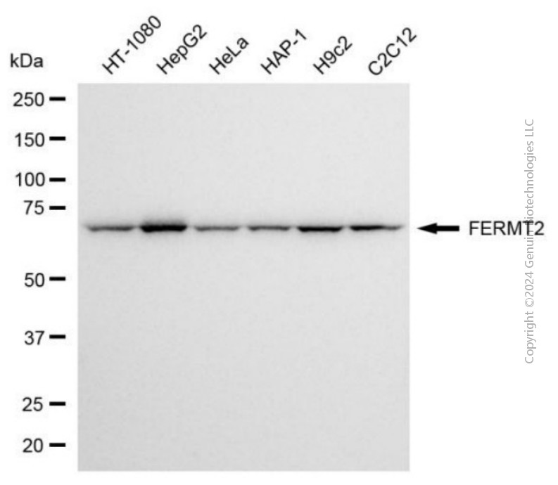 KO-Validated Anti-FERMT2 Mouse Monoclonal Antibody ABG2400