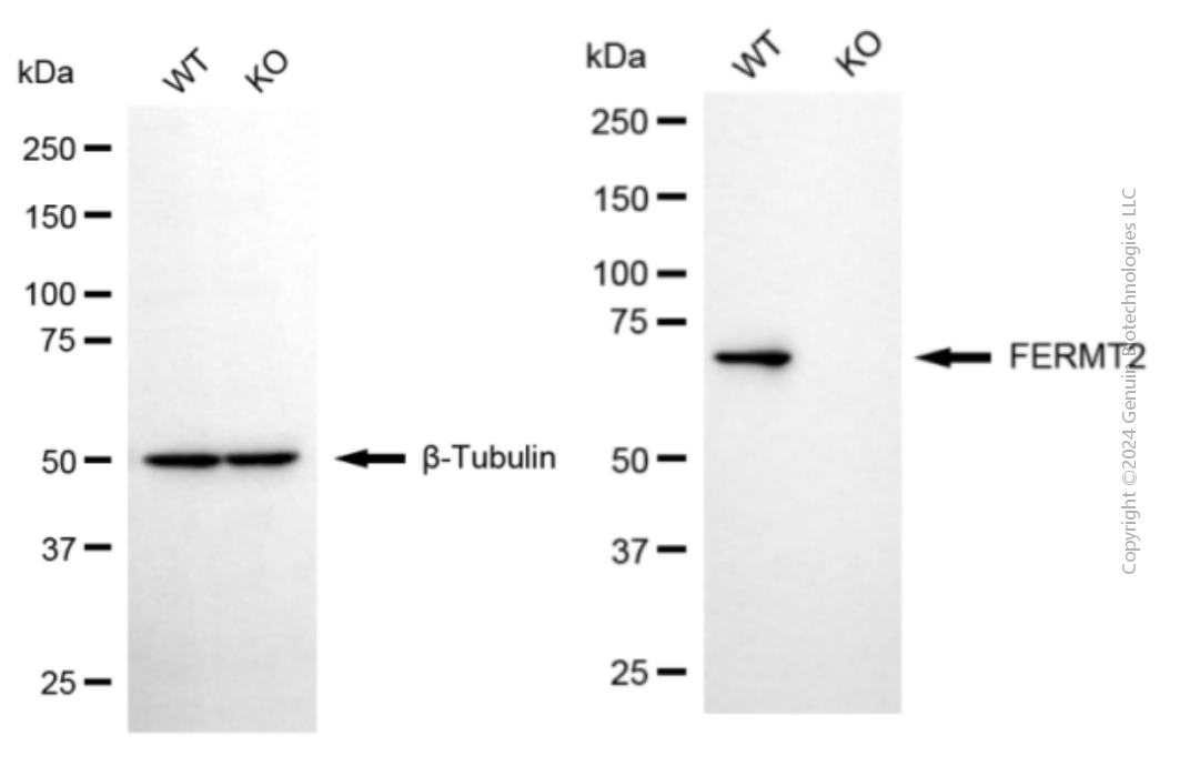 KO-Validated Anti-FERMT2 Mouse Monoclonal Antibody ABG2400