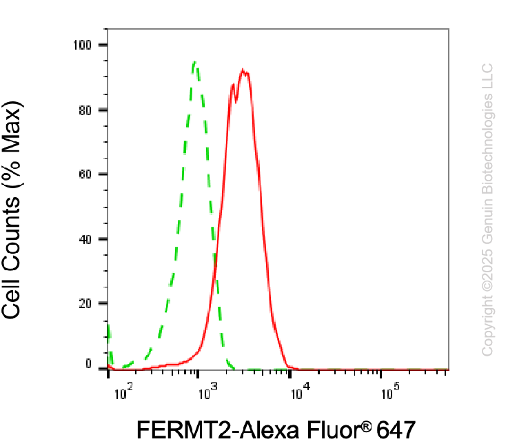KO-Validated Anti-FERMT2 Mouse Monoclonal Antibody ABG2401
